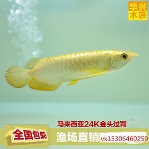 魚缸景觀石頭有哪些（魚缸景觀石頭有哪些種類） 廣州龍魚批發(fā)市場