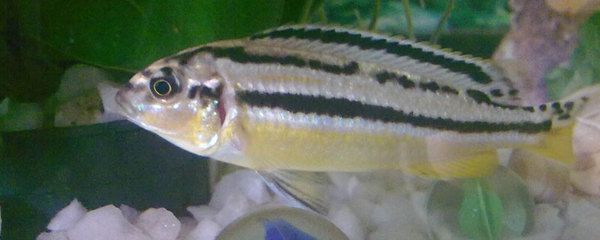 golden blue base <strong><mark>arowana</mark></strong>L600 pleco .....