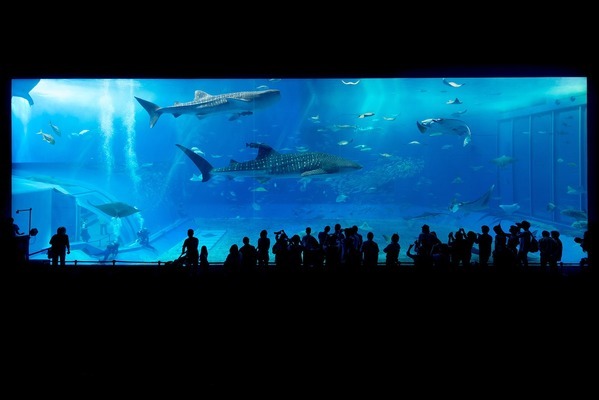 安順龍魚水族店：安順?biāo)迮l(fā)市場（東關(guān)街道龍泉路店）可能有龍魚售賣