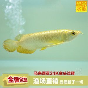 雷龍魚藍(lán)寶石多大才完全發(fā)色（雷龍魚藍(lán)寶石多大才完全發(fā)色呢）