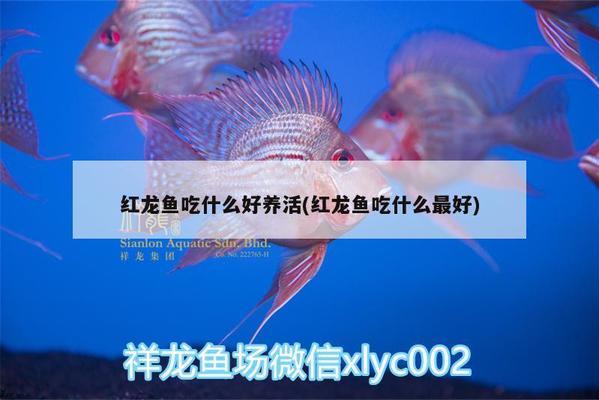 金龍魚吃什么上色的（金龍魚的上色能力如何？）