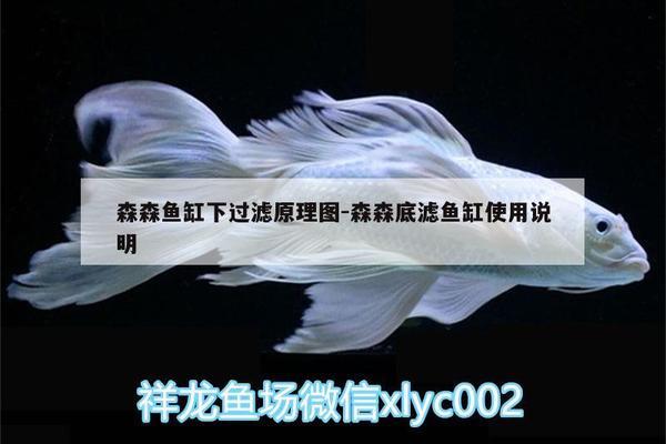 魚缸消毒用什么鹽圖片（魚缸消毒一般用什么）