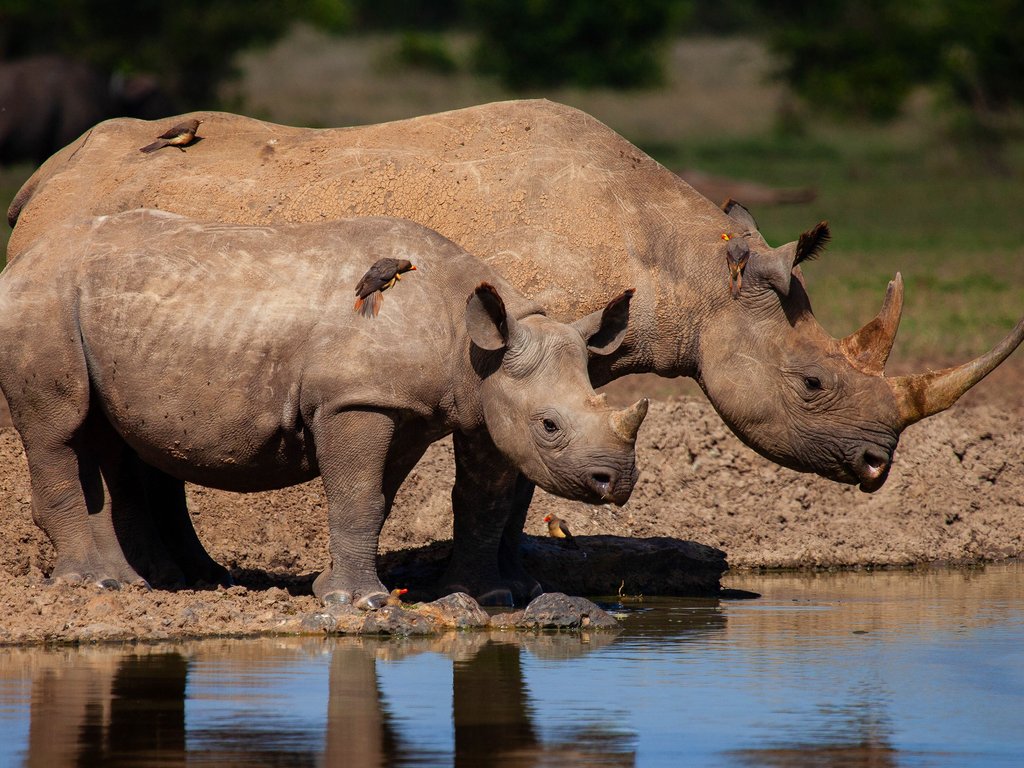 野生动物 犀牛
