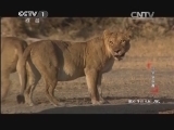 动物世界 《动物世界》 20140310 狮象争霸赛（下）