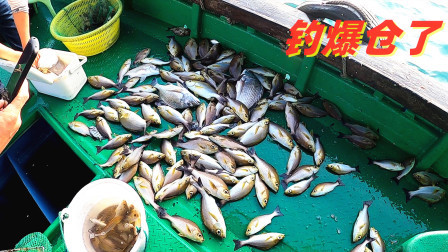海堤边的黄鸡鱼饿疯了吗？饵料到底就黑漂，钓太多杀鱼杀到吐