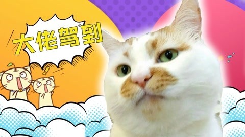 笑霸来了欢畅版 笑霸来了欢畅版之喵主子的高深武功