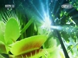 人与自然 《人与自然》 20150608 自然发现：鸟类的生活——成长（上）