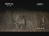 动物世界 《动物世界》 20141006 暗夜猎手（下）