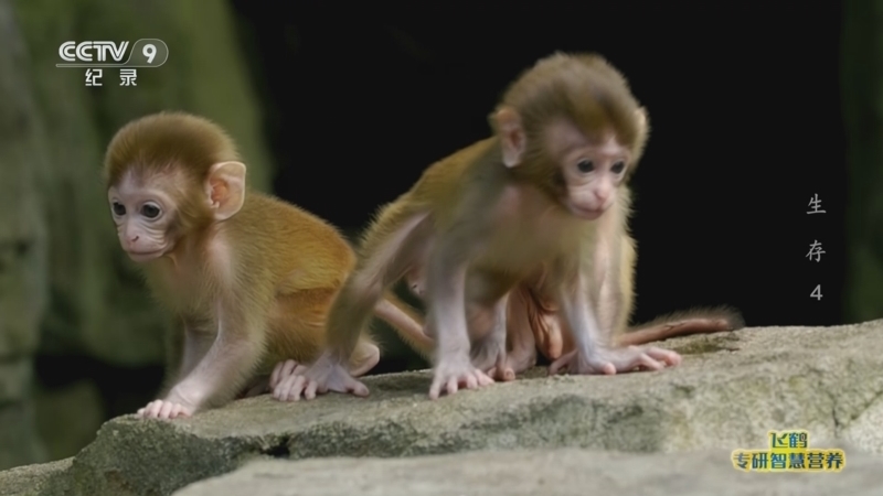 《生存》 第4集 初生