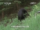 自然传奇 《自然传奇》 20140730 黑熊与猴王