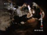 动物世界 动物世界 2010年 第30期
