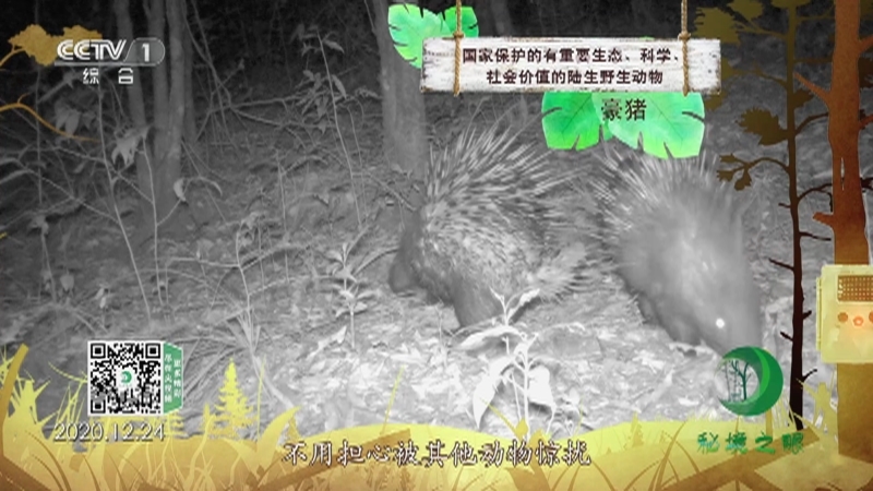 秘境之眼 《秘境之眼》 豪猪 20230222