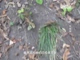 走近科学 《走近科学》 20160118 迷失“干饭盆”