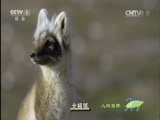 人与自然 《人与自然》 20140926 我们的地球-天涯芳草