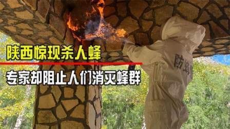 毒蜂袭击村庄（中）一个月41人被活活蜇死专家：毒蜂比人命值钱