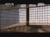 自然传奇 《自然传奇》 20140614 猴王之争