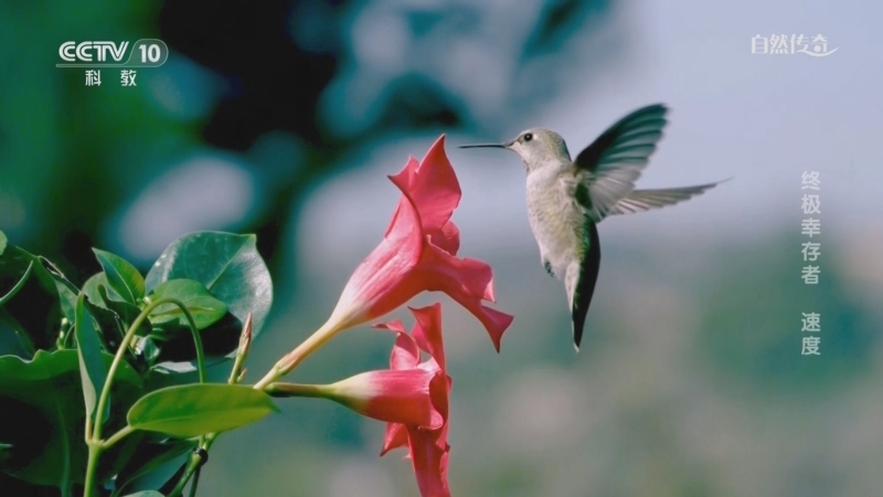 《自然传奇》 20251111 终极幸存者 速度