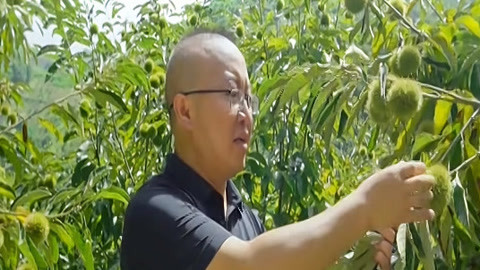 与梦想合拍 板栗书记的“毛孩子”