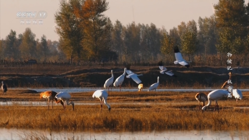 《乡土中国》 20260306 物候记·秋季篇