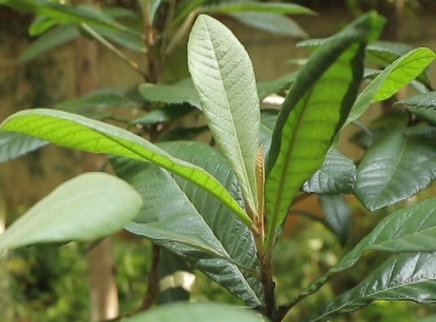 新闻大求真 枇杷新叶真的有毒吗？