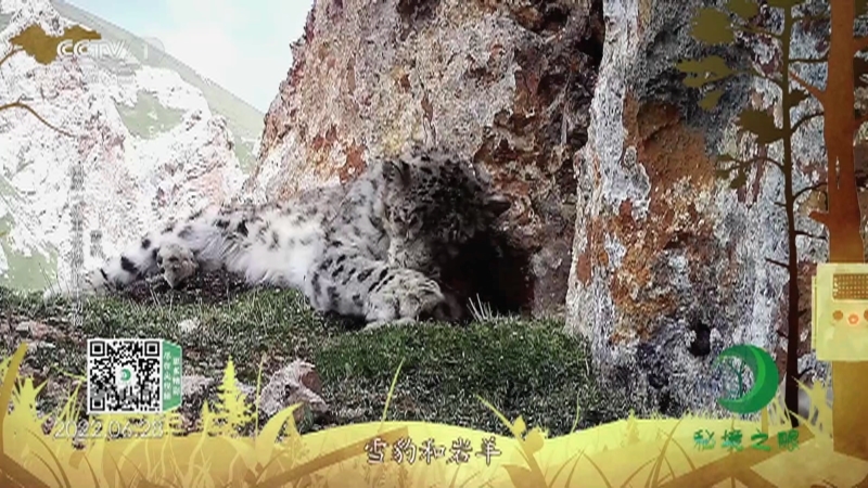 秘境之眼 《秘境之眼》 雪豹/岩羊/赤狐/猞猁/兔狲 20230527