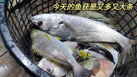 南澳岛赶海日记 渔民不会放过每一个晴朗天气，今天的渔获是又多又大条，要小发一笔了