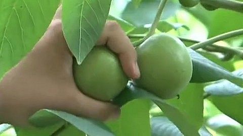四海漫游 奇货可居—四海漫游