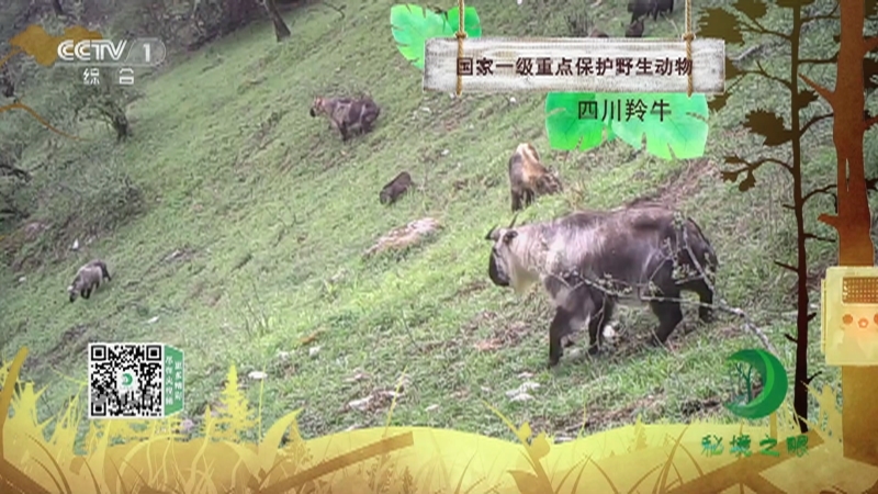 秘境之眼 《秘境之眼》 四川羚牛 20230518