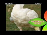 新闻袋袋裤 《新闻袋袋裤》 20150413