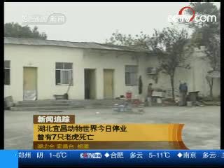 动物世界 [视频]湖北宜昌动物世界停业 曾有7只老虎死亡