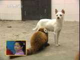绿野寻踪 小熊猫和狗妈妈