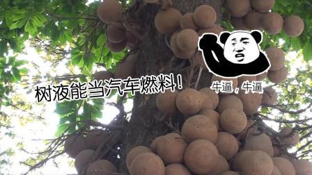 聊斋怪谈 世界上最神奇的树结的果实会爆炸