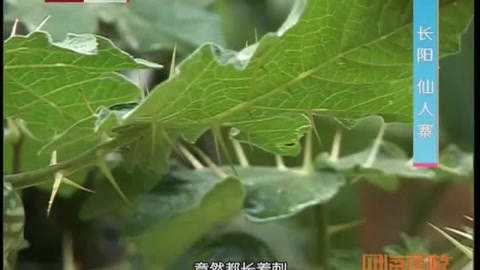 四海漫游 体验土家族民风民俗