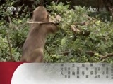 动物世界 《动物世界》 20170721 家有小虎初长成