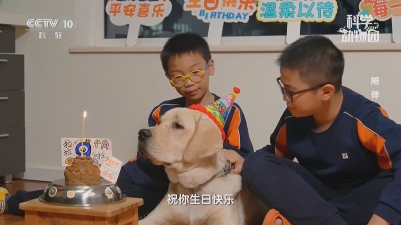 《科学动物园》 20250422 陪伴