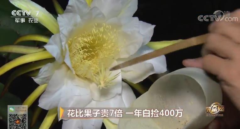 致富经 [致富经]花比果子贵7倍 一年白捡400万 20181031