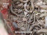 味道 《味道》 20170430 匠心独“道”——什么是鳌江大师级的美味