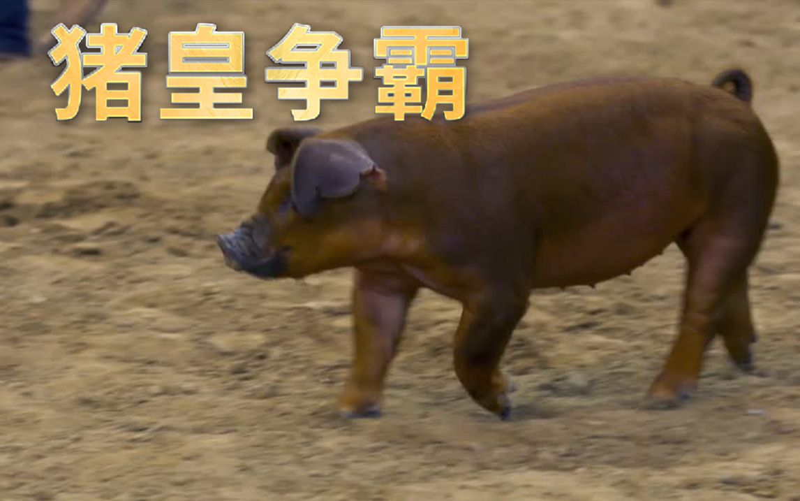 泰勒与英雄相遇