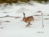 动物世界 《动物世界》 20180128 野性生存秘籍（二）