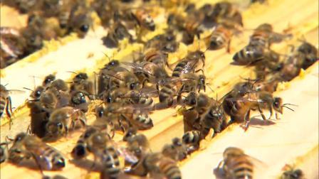 澳大利亚：黑莓 墨尔本天台蜂蜜 鳟鱼 樱桃