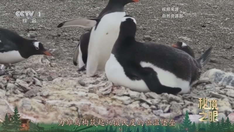 秘境之眼 《秘境之眼》 巴布亚企鹅 20250503