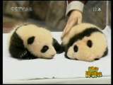 新闻袋袋裤 新闻袋袋裤 2010年 第31期