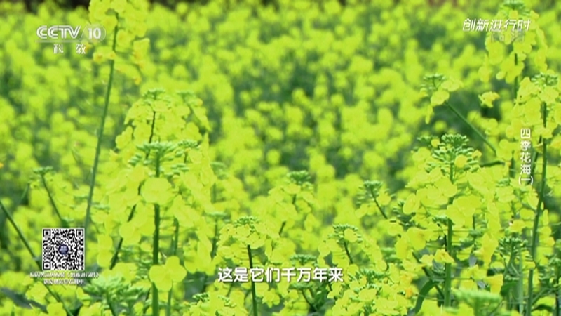 《创新进行时》 20210319 四季花海（一）