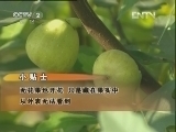 生财有道 [生财有道]无花也能结出财富之果(20121120)
