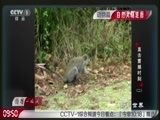 动物世界 《动物世界》 20161219 直击震撼时刻（二）