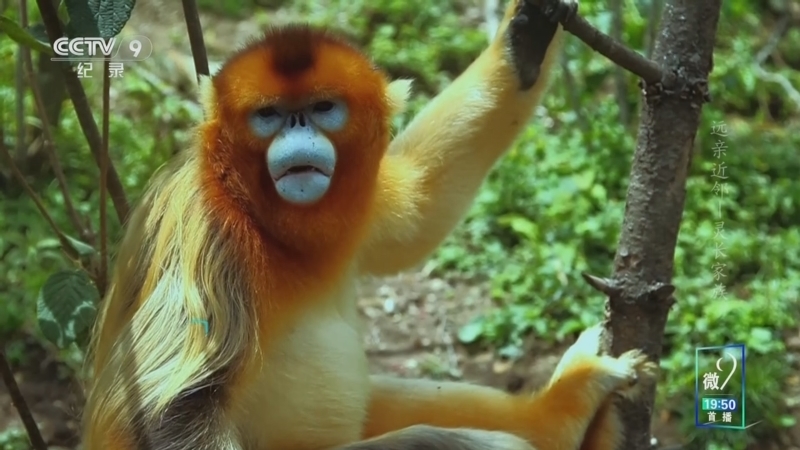 《远亲近邻》 第3集 灵长家族