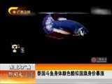 新闻夜总汇 《新闻大通道》 20161127