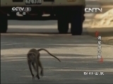 动物世界 《动物世界》 20130829 调皮的叶猴