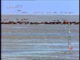 动物世界 动物世界 2010年 第36期