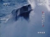 动物世界 《动物世界》 20161005 捕猎者成为猎物·熊与人